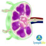 LymphLife - Lymph Nodes